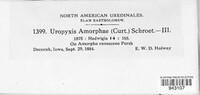 Uropyxis amorphae image